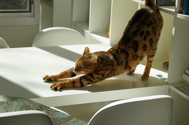 Cat stretching everbody does Cat stretching, everybody does!