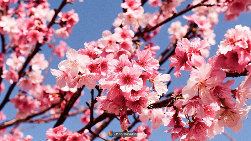 japan blossom season