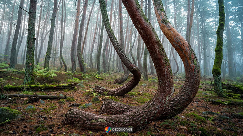 Crooked Forest in Poland